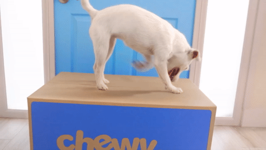 animated White puppy digging in box